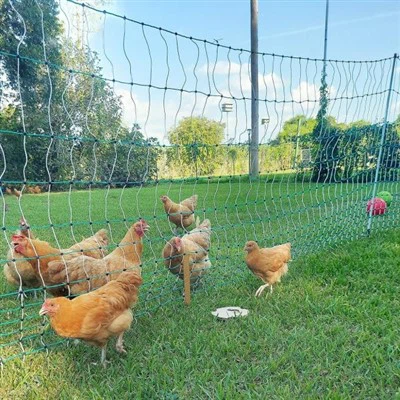 Pulwellin lasikuituiset siipikarja-aidan pylväät: Suojaa laumasi kestävällä, vähän huoltoa vaativalla-aidalla
